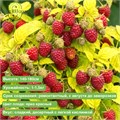 Малина Груви (Groovy) 29841