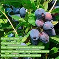 Жимолость Блю Треже (Blue Treasure) 29843