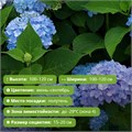 Гортензия крупнолистная Эндлесс Саммер Блумстар (Endless Summer Bloomstar) 29855