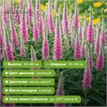 Вероника колосковая Анниверсари Нью Роуз (Anniversary New Rose) 29856