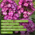 Флокс метельчатый Свит Саммер Фентези (Sweet Summer Fantasy) 29857