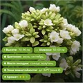 Флокс метельчатый Бабье Лето (Babje Leto) 29858