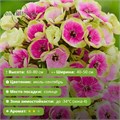 Флокс Орхид Йеллоу (Orchid Yellow) 29859