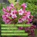 Вейгела Минуэт (Minuet) 29860