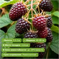 Малина Хебан (Heban) 29866