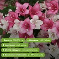 Вейгела цветущая Марджори (Marjorie) 29868