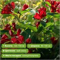 Вейгела Черри Лав (Cherry Love) 29882