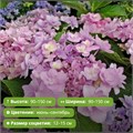 Гортензия крупнолистная Ю энд Ми Романс (You & Me Romance) 29885