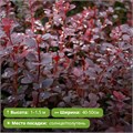Барбарис Тунберга Саммер Чоколат (Summer Chocolate) 29886