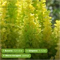 Барбарис Тунберга Голден Торч (Golden Torch) 29892