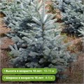 Ель колючая Глаука Маджестик Блю (Glauca Majestic Blue) 29894