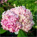 Гортензия древовидная Мэджикал Дарк Пинк (Magical Dark Pink) go25-2