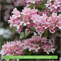 Кольквиция прелестная Пинк Клауд (Pink Cloud) 29905