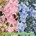 Гортензия крупнолистная Флория (Floria) 29901