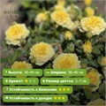 Роза бордюрная Гель Аполло (Gelb Apollo) | W. Kordes‘ Söhne Германия Alex26-15