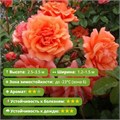 Роза плетистая Эбав Олл (Above All) | Warner Великобритания, 2013 Alex26-17