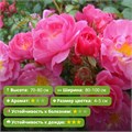 Роза почвопокровная Фуксия Мейяндекор (Fuchsia Meillandecor) | Meilland Франция, 1994 Alex26-18