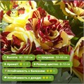 Роза чайно-гибридная Симсалабим (Simsalabim) | Kordes Германия Alex26-10