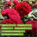 Роза кустовая Надя Ренессанс (Nadia Renaissance) | Olesen Дания, 2002 Alex26-23