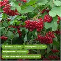 Калина Шукшинская VV26-7