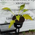 Хоста №8 52rKhXkOgDqoYwa85a2AN0