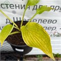 Хоста №8 52rKhXkOgDqoYwa85a2AN0