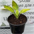 Хоста №2 i3WWvX22iGdpSGGyITrfb3
