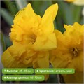 Нарцисс Еллоу Паррот (Yellow Parrot) 29924