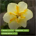 Нарцисс Донаупарк (Donaupark) 29926