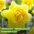 Нарцисс Дик Вилден (Dick Wilden) 29927