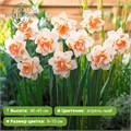 Нарцисс Реплит (Replete) 29928