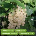 Смородина белая Булонь PR26-37
