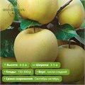 Яблоня Богатырь PR26-2
