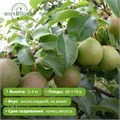Груша Северянка PR26-18