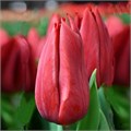 Тюльпан Стронг Лав (Strong Love) 29971