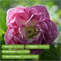 Морозник Дабл Пинк (Double Pink) 29975