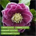 Морозник восточный Дабл Пинк Уайт Эдж (Double Pink White Edge) 29976