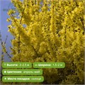 Форзиция Норзерн Голд (Northern Gold) 29977