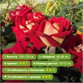 Роза чайно-гибридная Нью Фешин (New Fashion) | NIRPInternational Франция, 2000 FS26-74