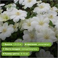 Клематис раннецветущий Мэри Клэр (Mary-Claire) OX26-2