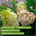 Гортензия метельчатая Пантеон (Pantheon) (7-20см) GO26-5