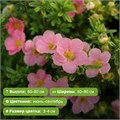 Лапчатка кустарниковая Лавли Пинк (Lovely Pink) (10-20см) GO26-10