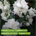 Чубушник венечный Сноу Гуз (Snow Goose) GO26-25