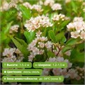 Пузыреплодник калинолистный Литл Грини (Little Greeny) (10-20см) GO26-15