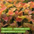 Пузыреплодник Эмбер Джубили (Amber Jubilee) go25-28