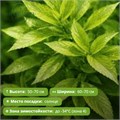 Форзиция темно-зеленая Цитрус Свизл (Citrus Swizzle) go25-39
